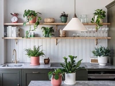 plants